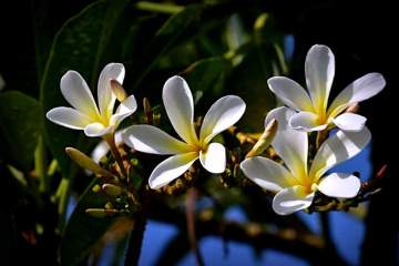 White Spring