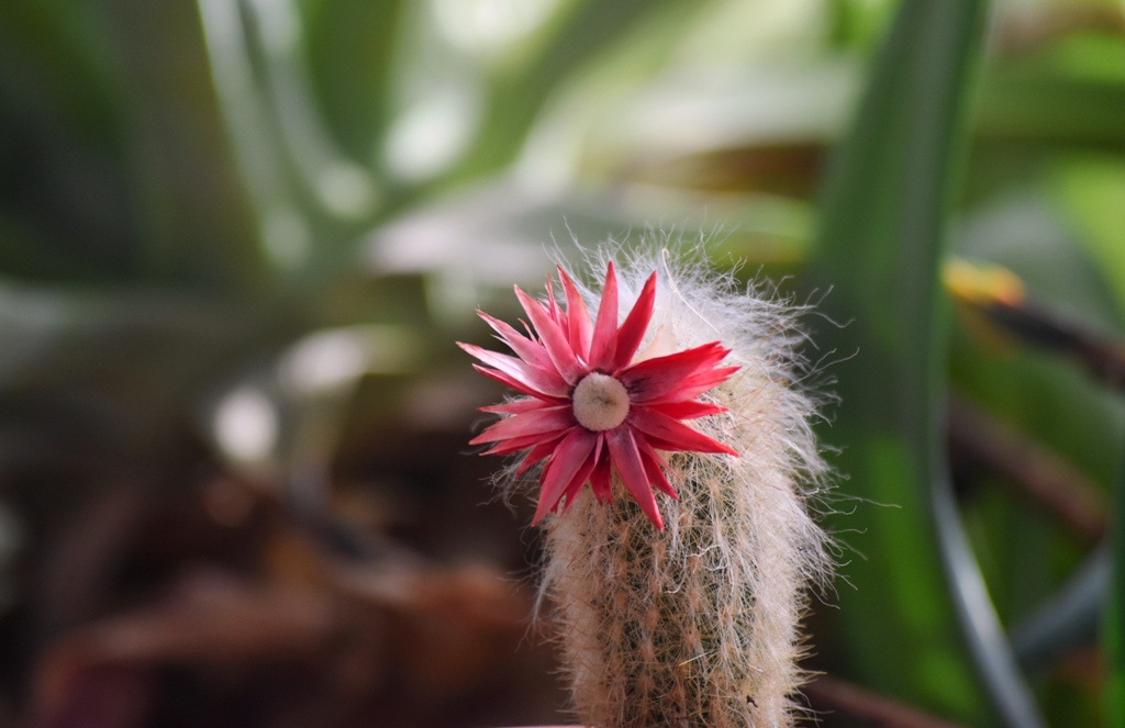 Cactus Bloom