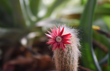 Cactus Bloom