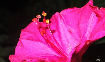 Macro 2
