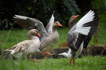 Showing the Wings
