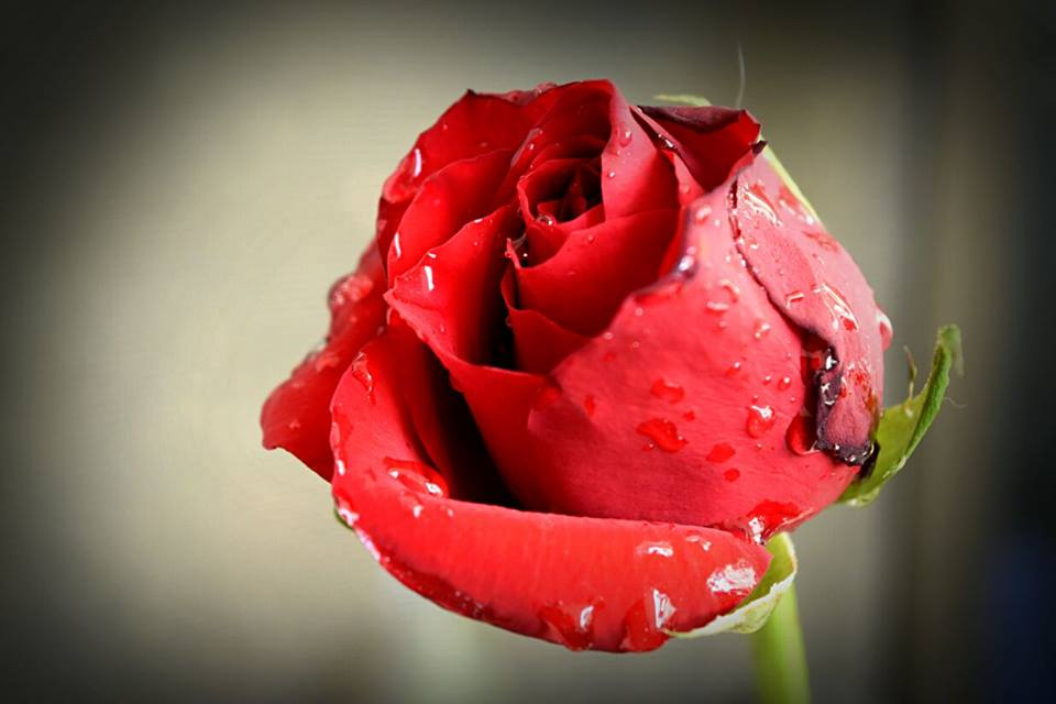 Have a good day : A rosy greeting to all.