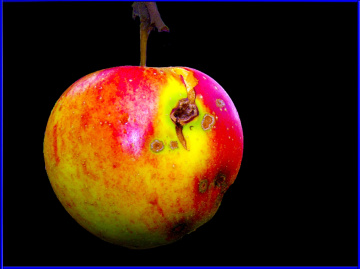 APFEL