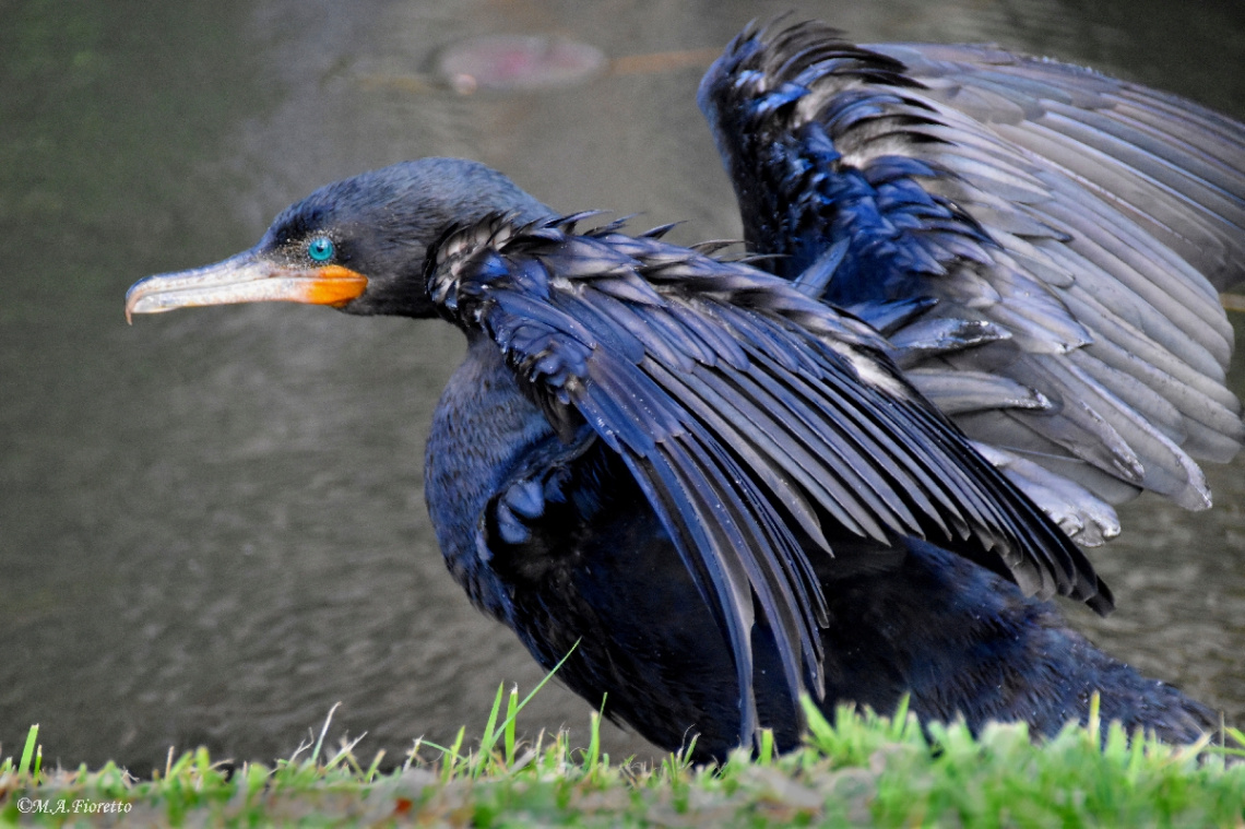 Drying the Wings