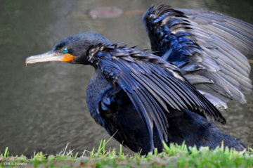 Drying the Wings