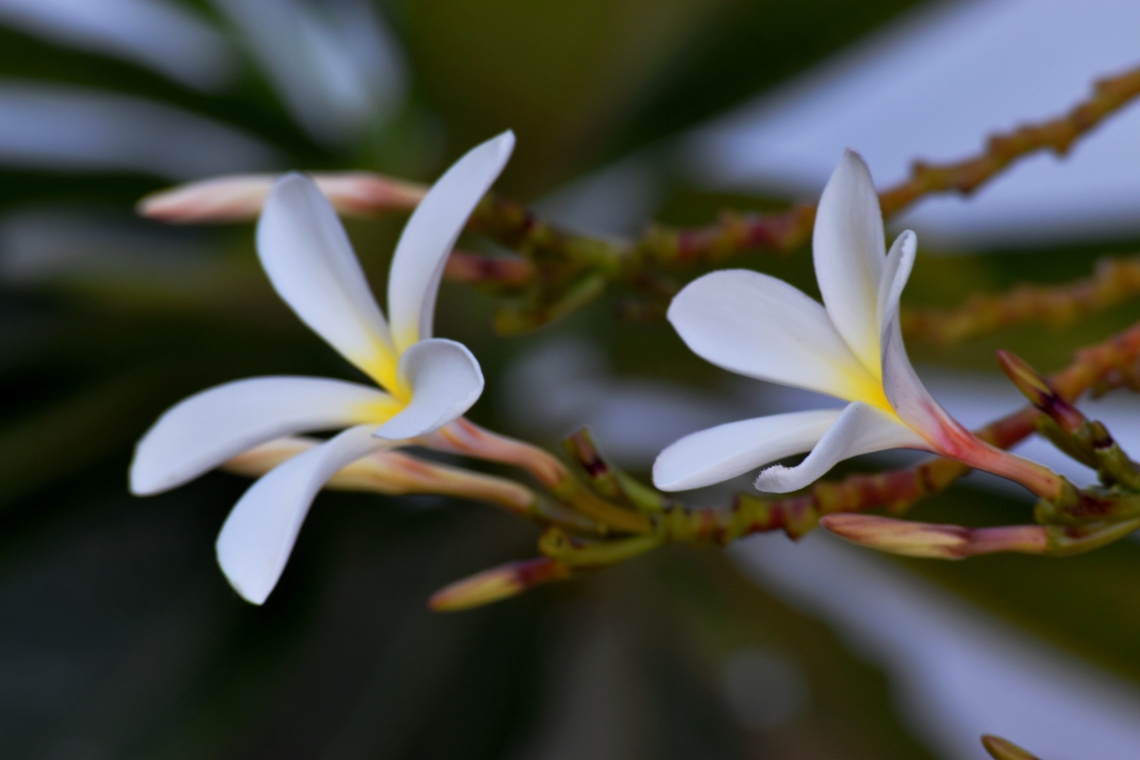 White Spring 2