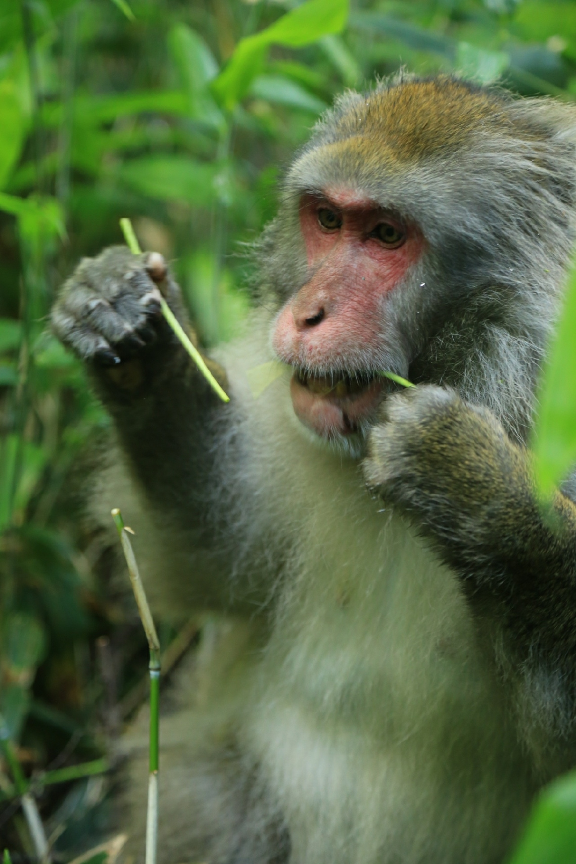wild monkey