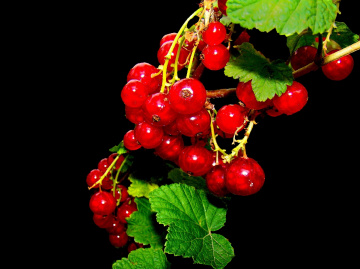 BEEREN