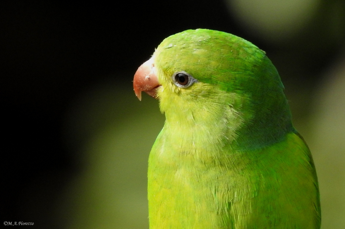 Periquito