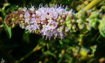 Macro 3