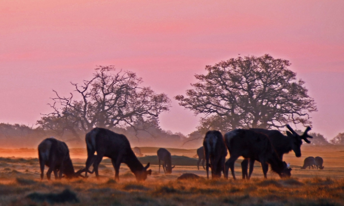 An early morning in the plain