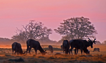 An early morning in the plain
