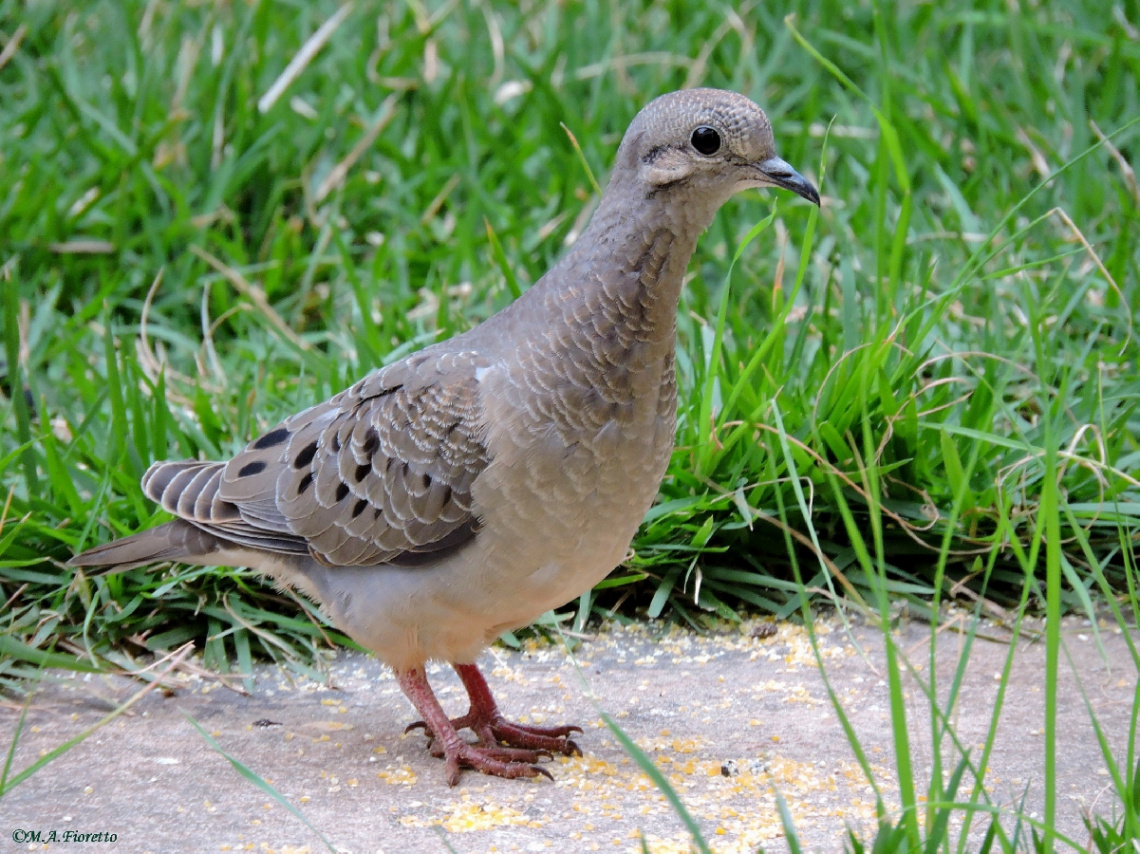 Columba plumbea