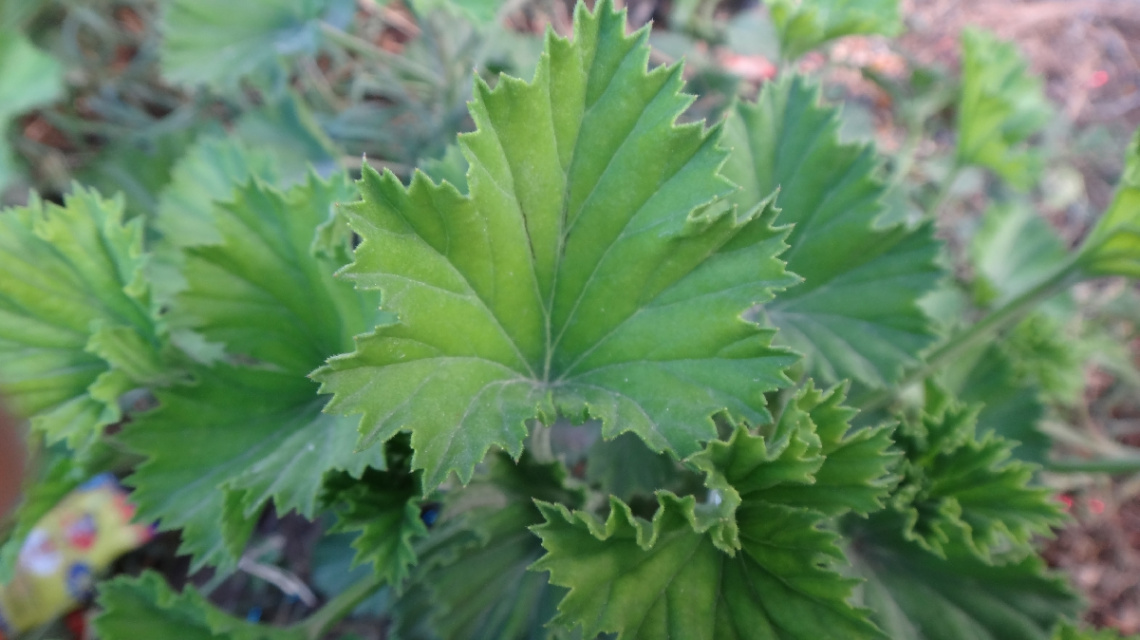 Wild flora,Leaves