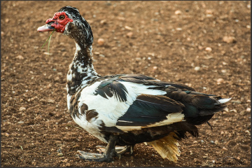 muscovy duck