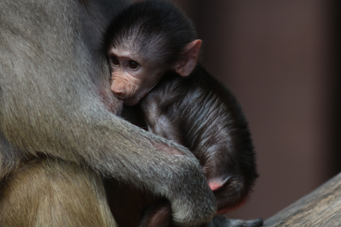Safe and warm here with mom
