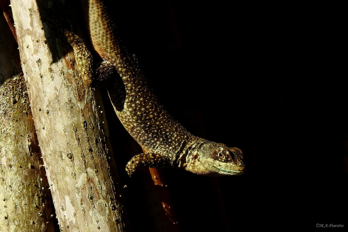 Lagartixa