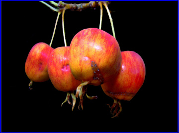 ÄPFEL