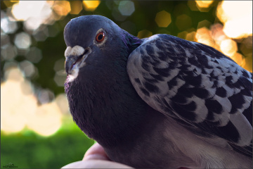 Pigeon