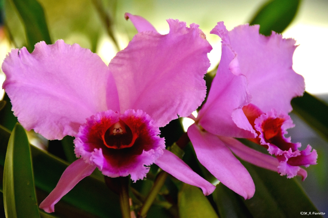 Orchids