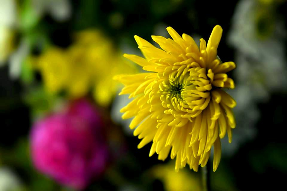 Colour of Autumn