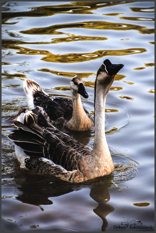 Chinese Geese