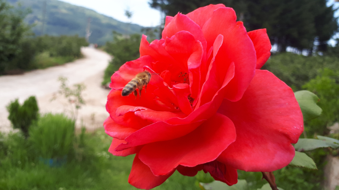 Bu sorti aşk için olsun