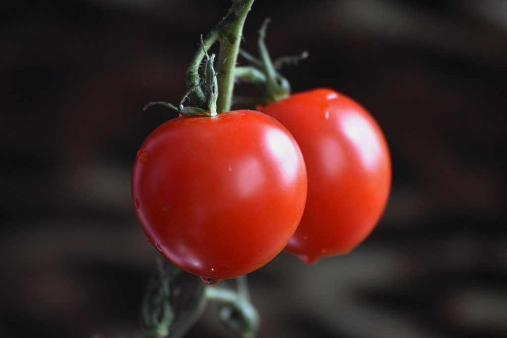Garden Fresh