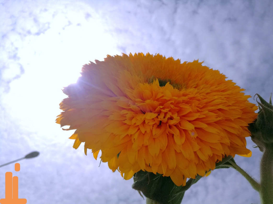 Sunflower & the Sun........