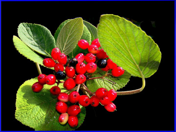 BEEREN