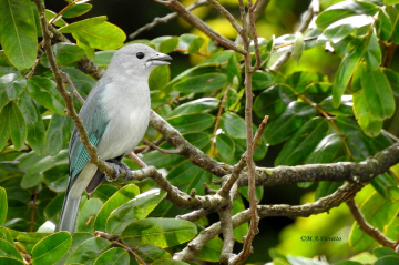 Sayaca Tanager