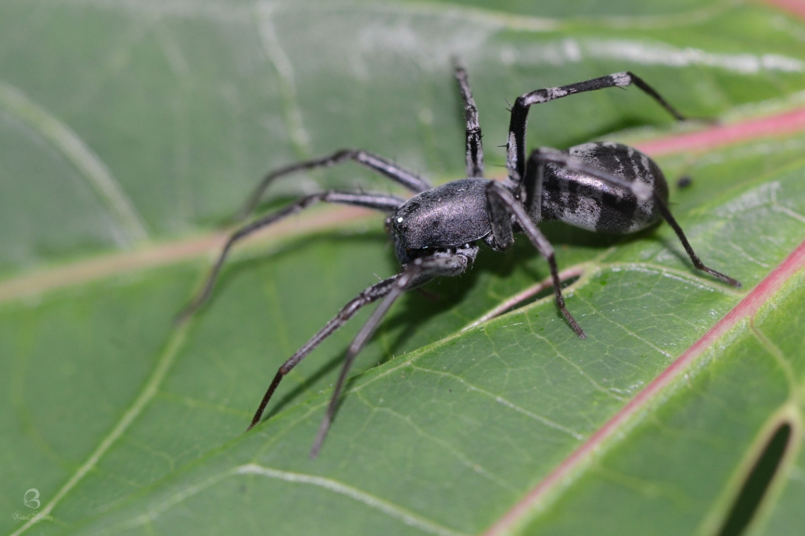 spider