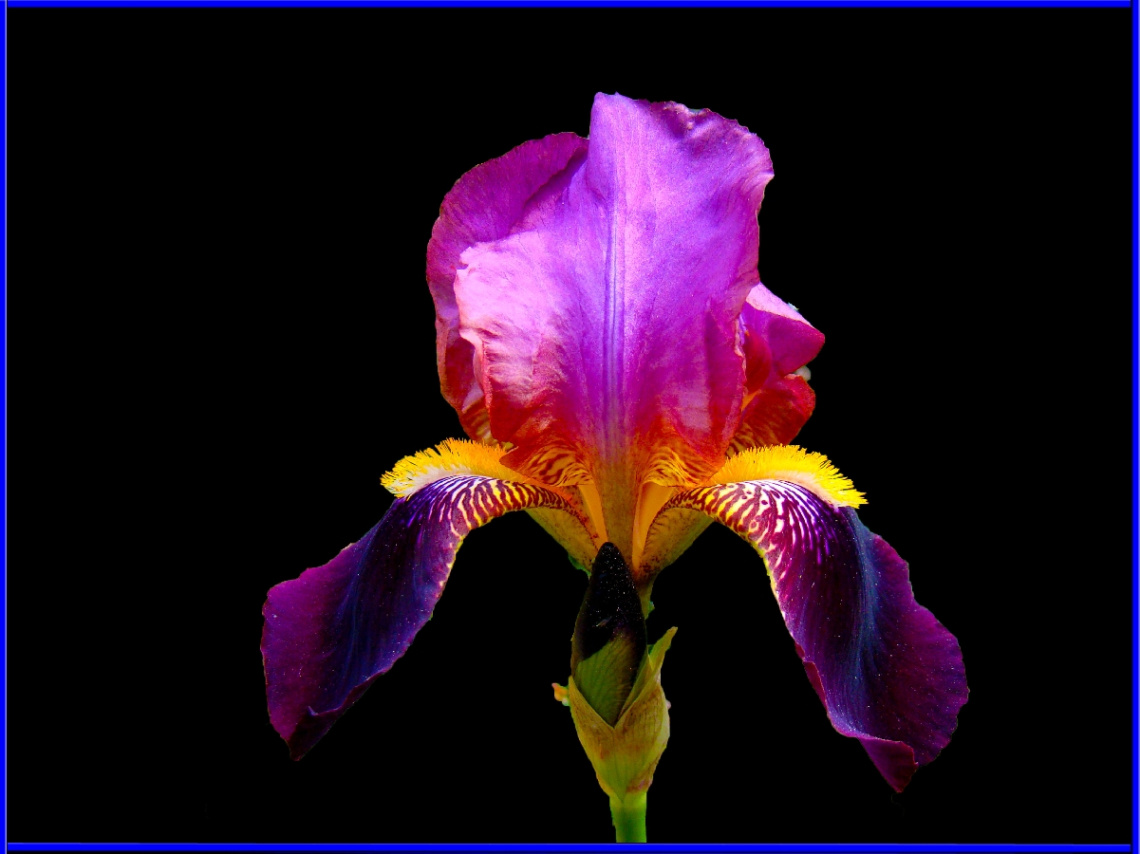 IRIS
