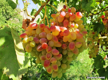 Kalp Şeklinde Tayfi Üzüm / SİİRT