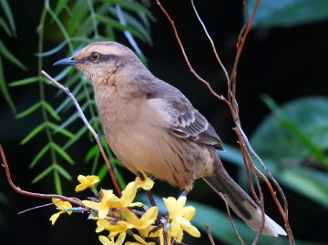 Mimus saturninus 