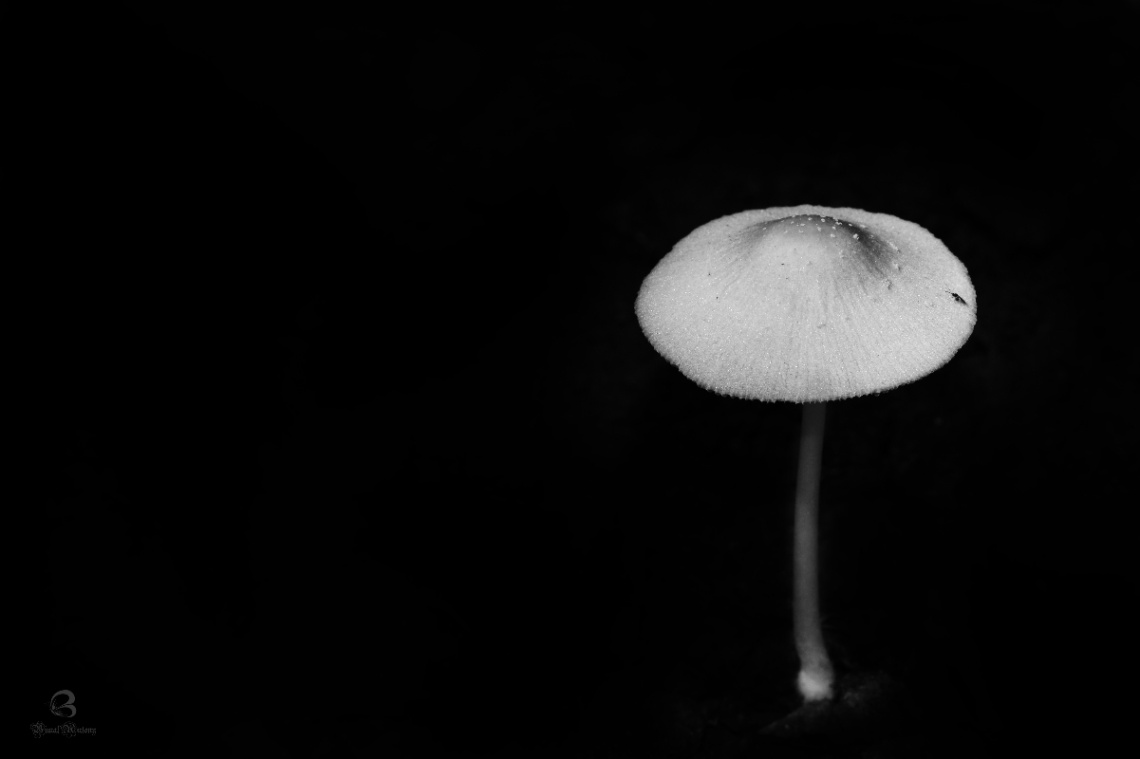 mushroom