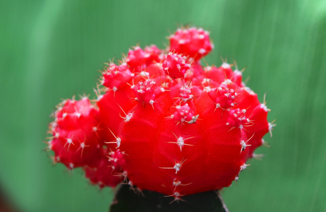 Wonders of nature