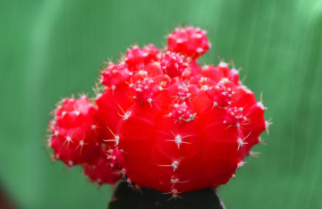 Wonders of nature