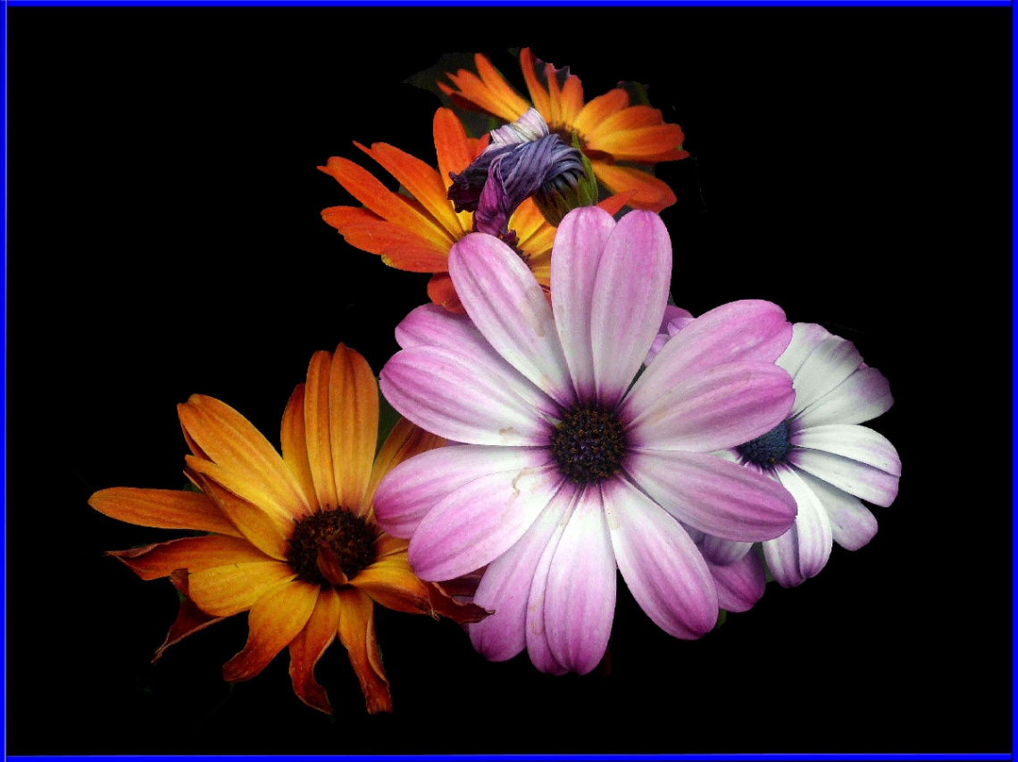 BLÜTEN