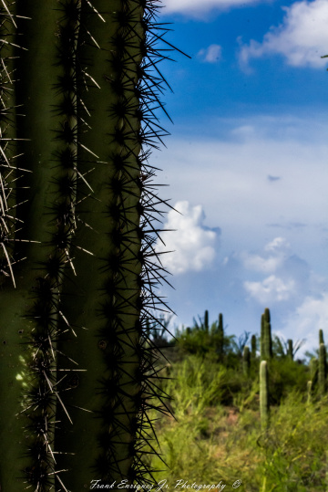 Mighty Arizona Sonoran Desert Saguaro Cactus
