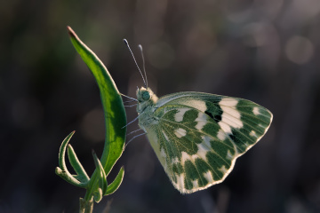 Yeni Benekli Melek - Kelebek