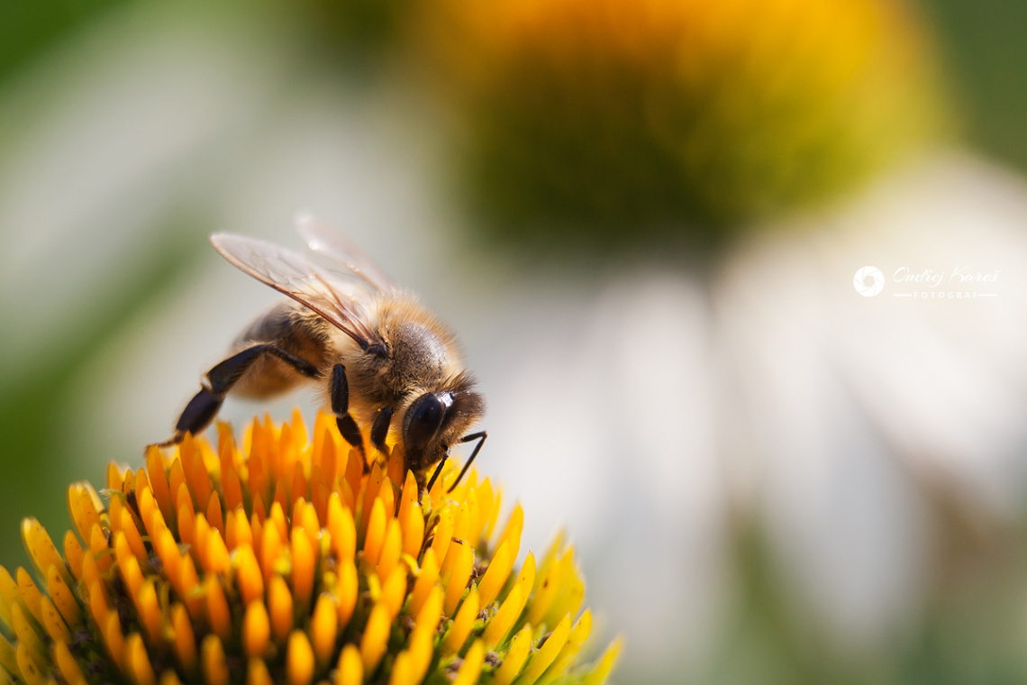 Great work of bee