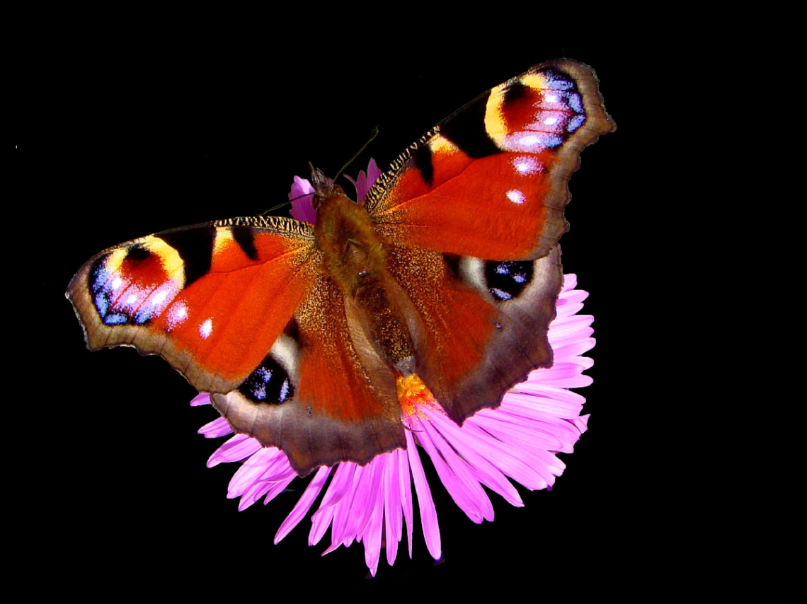 SCHMETTERLING