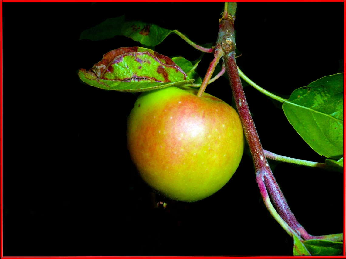 APFEL