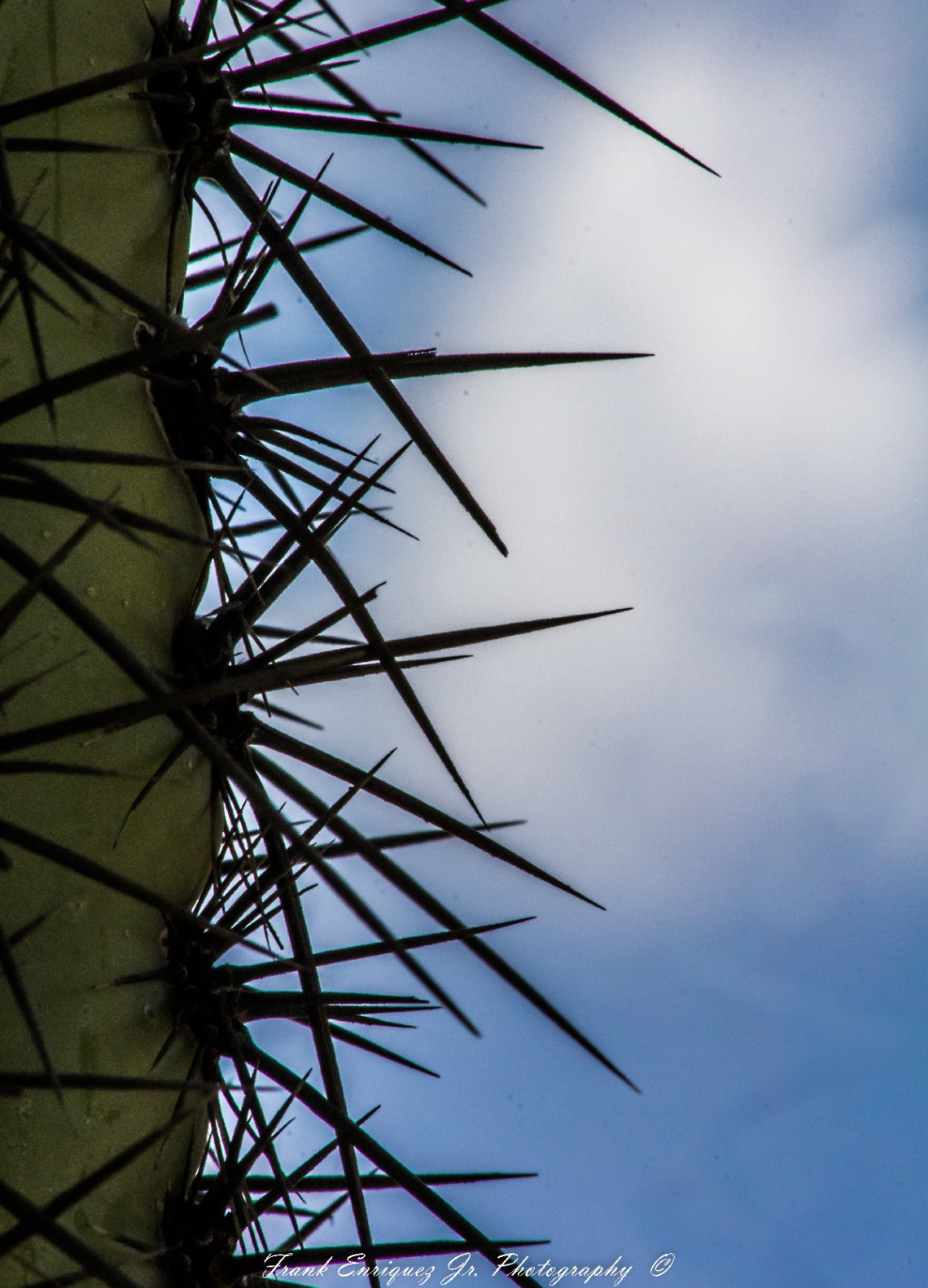 Mighty Arizona Sonoran Desert Saguaro Cactus