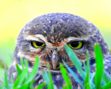 Spying