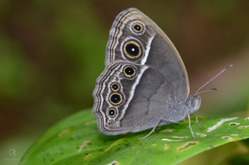 Dark-branded Bushbrown