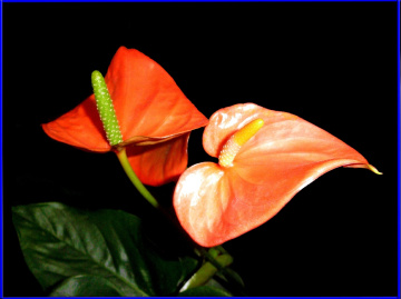 BLÜTEN