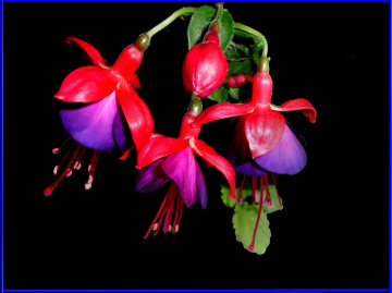 BLÜTEN