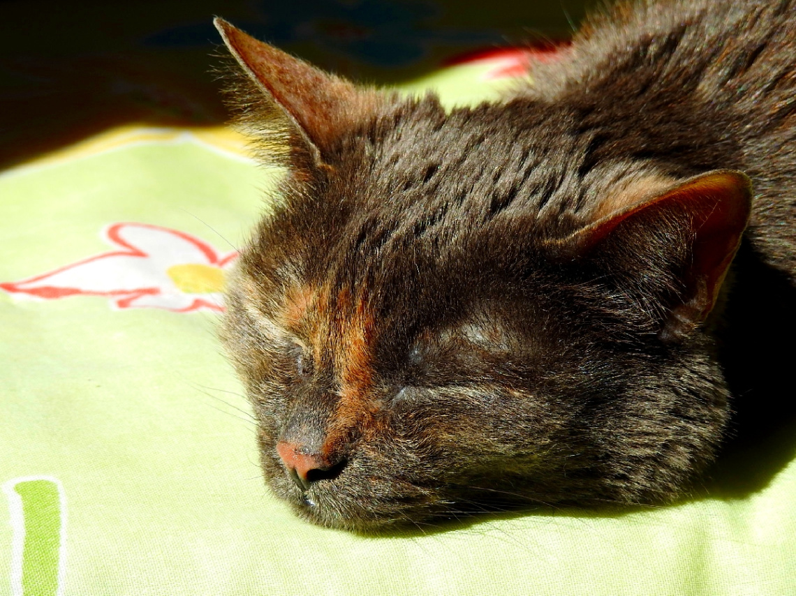 Sleeping in the sun